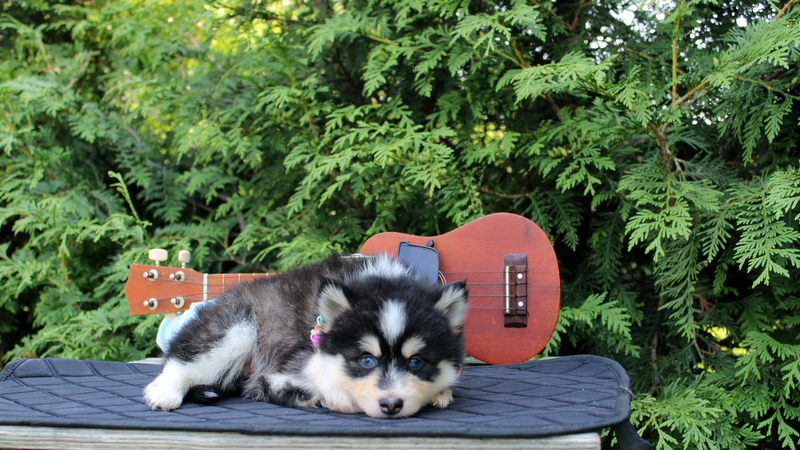 puppy, for, sale, Pomsky, Matthew B. Stoltzfus, dog, breeder, Gap, PA, dog-breeder, puppy-for-sale, forsale, nearby, find, puppyfind, locator, puppylocator, aca